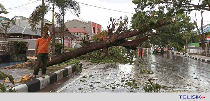 DLHK: Hampir Semua Pohon di Kota Kendari Rawan Tumbang