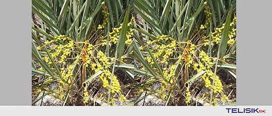 Pohon Kurma Tumbuh di Siompu