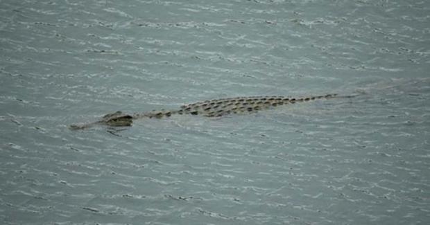 Buaya Raksasa Hasil Tangkapan Warga, Ditangkarkan BKSDA