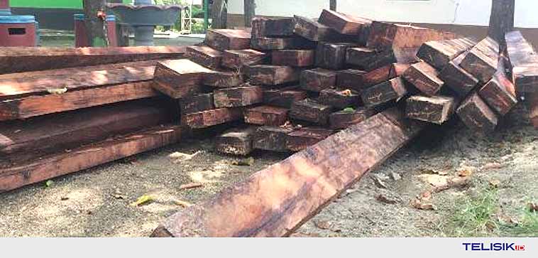 BKSDA Kendari Amankan Puluhan Kayu Hasil Ilegal Loging