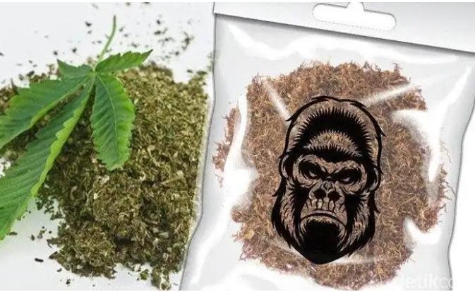 BNN Kendari Siaga Peredaran Tembakau Gorila