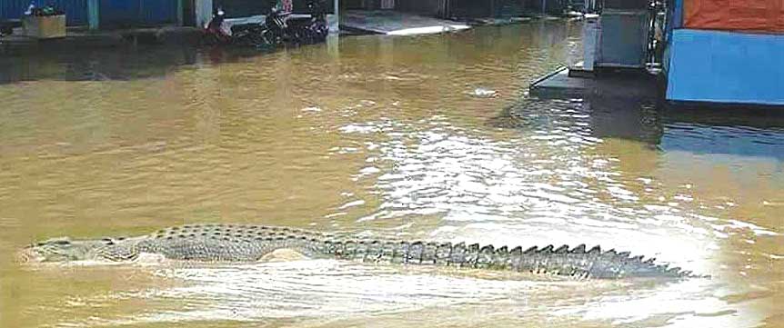 Waspadai Kemunculan Buaya Saat Musim Hujan