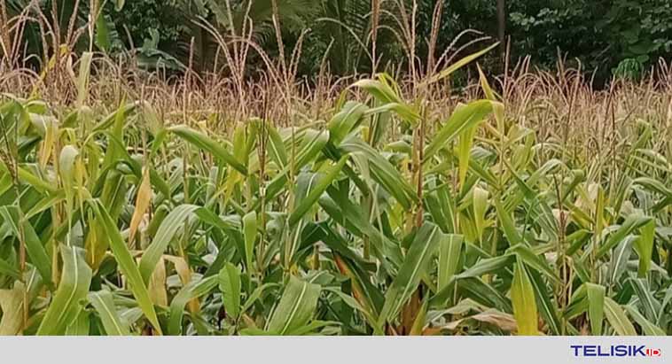 Tanaman Sela Dongkrak Pendapatan Masyarakat Kolut