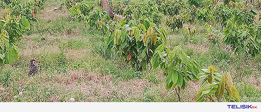 Kakao Kolut Target  Pasar Eropa