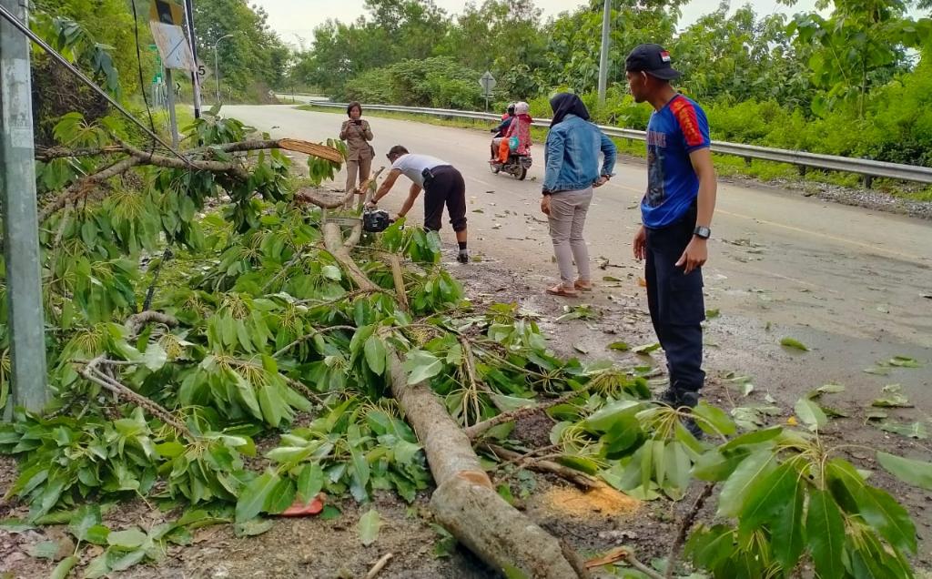 Jalan Poros Kasipute-Kolaka Rawan Pohon Tumbang