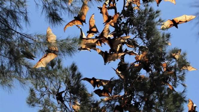 Wisata Alam Pantai Kelelawar di Kabupaten Kolaka