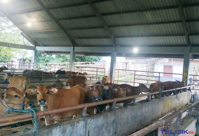 Imbas COVID-19, Pemotongan Sapi di RPH Kendari Menurun Drastis