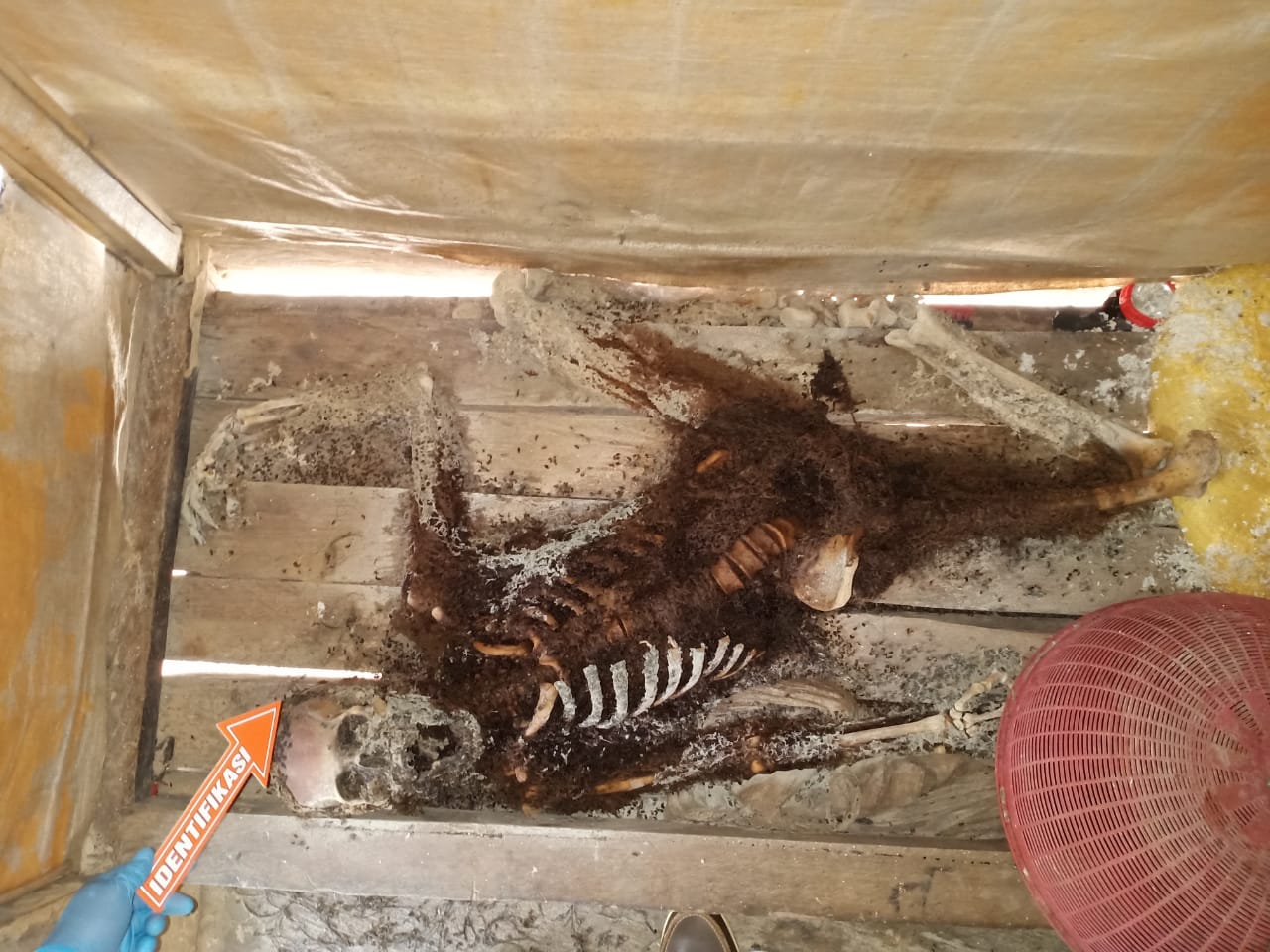 Pria Lajang Ditemukan Sudah Jadi Tengkorak di Rumahnya