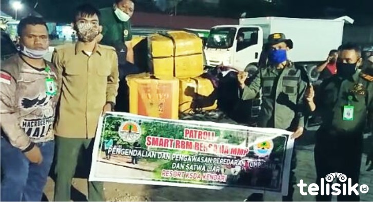 BKSDA Sultra Gagalkan Penyelundupan Kima dari Wakatobi