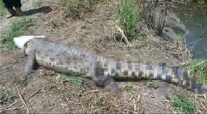 Buaya Kembali Gegerkan Warga Poleang