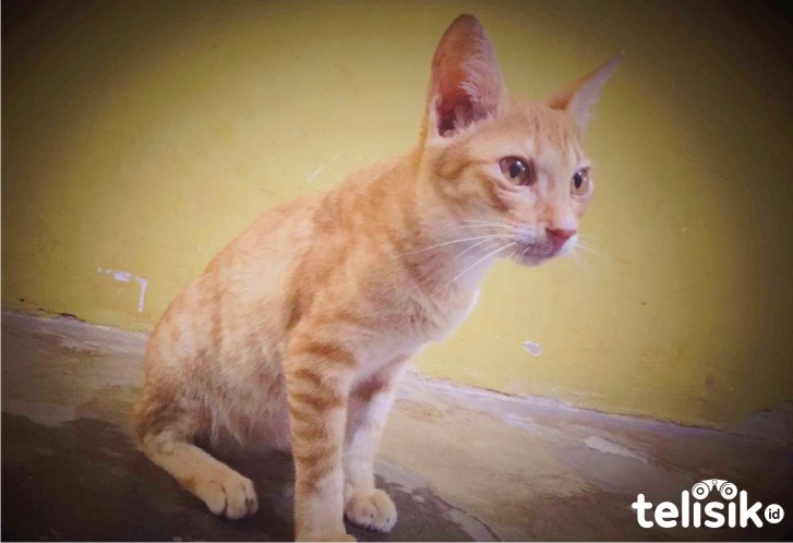 Dua Ekor Kucing di New York Positif Terjangkit COVID-19