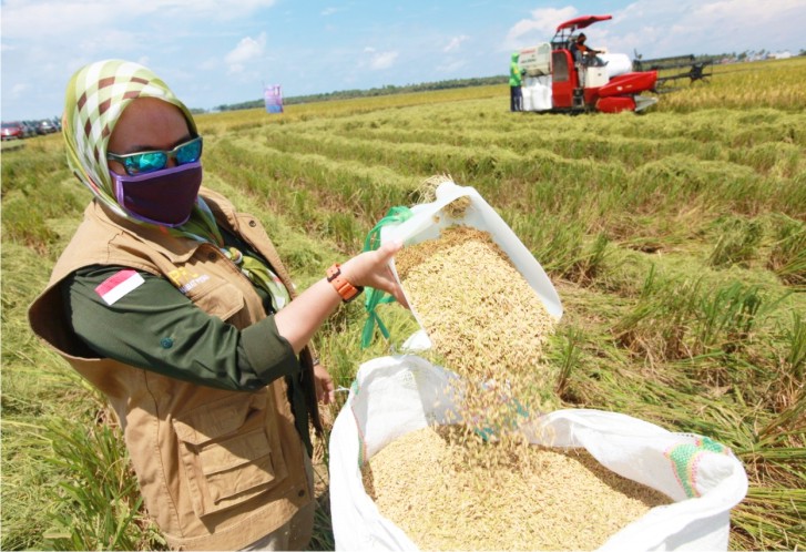 Stok Beras di Kolaka Bertambah, Warga Sukses Panen Padi di Tengah Wabah Corona