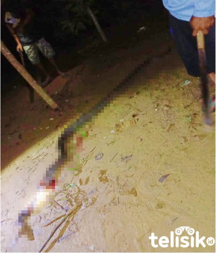 Ular Piton Masuk Rumah Warga di Konsel