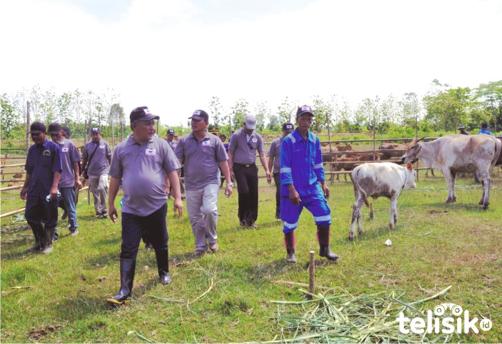 Ratusan Kelompok Tani Konawe Terima Bantuan Sapi