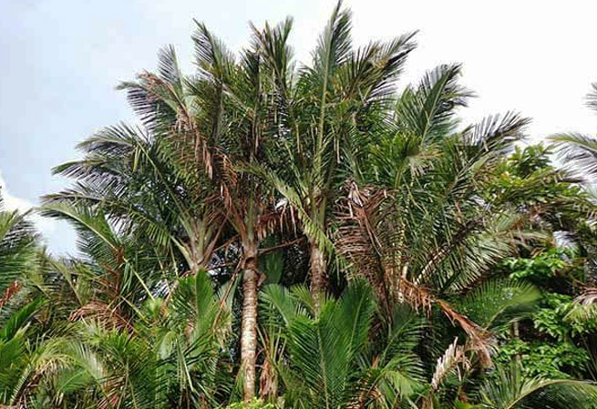 Antisipasi Kelangkaan Pangan, Pemerintah Diminta Kembangkan Komoditas Pangan Lokal