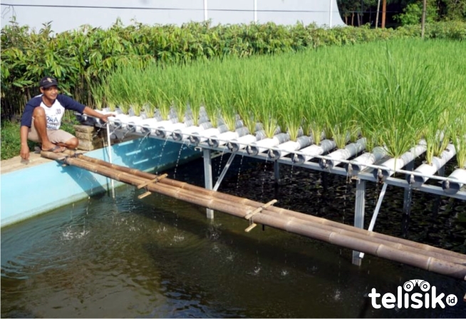 Kreatif, Tanam Padi di Atas Kolam Ikan