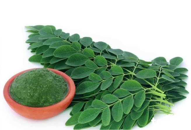 Pasarkan Kelor, Pemkab Muna Gandeng Perusahaan Asal Jabar