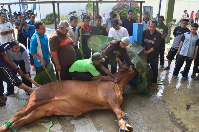 Rekomendasi Kementan dalam Kegiatan Kurban di Masa Pandemi COVID-19