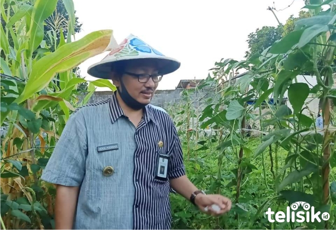 Warga Yogyakarta Kembangkan Lorong Sayur