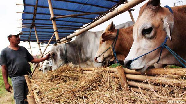 792 Hewan Kurban Siap Disembelih di Idul Adha, Masih Bisa Bertambah