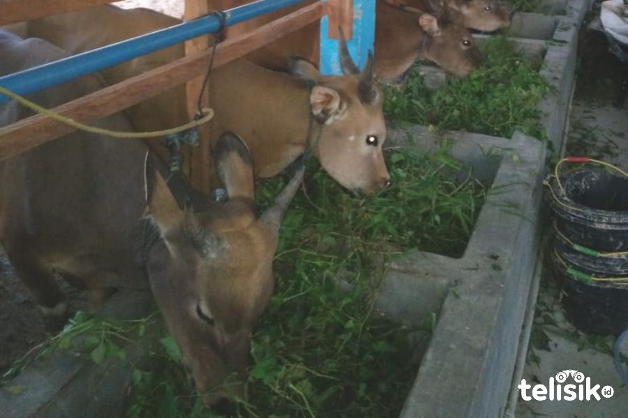 Hadapi Idul Adha, Stok Daging di Konawe Aman