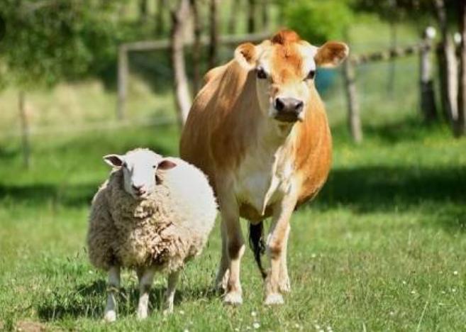 Ini Tips Memilih Hewan Kurban Terbaik