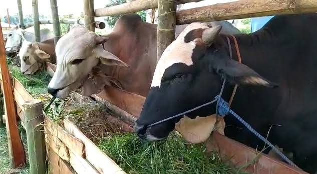 Kemenag: Hewan Kurban Tak Perlu Jalani Tes Swab