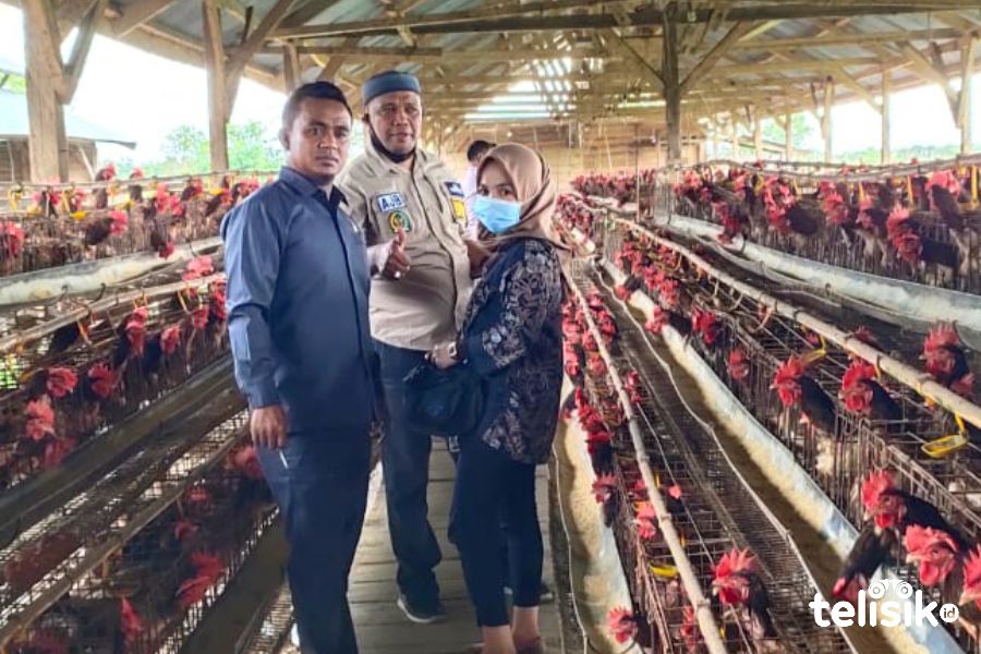 Pansus LKPJ Minta Bupati Muna Genjot Peternakan Ayam Petelur