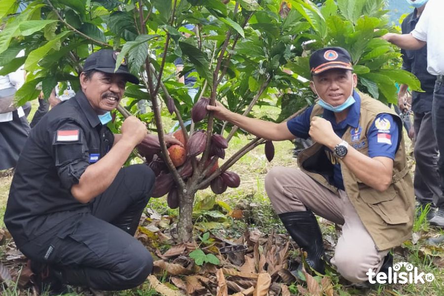 Program Revitalisasi Kakao di Kolut Mulai Menuai Hasil