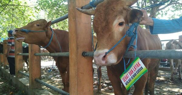 Stok Sapi Kurban Jelang Idul Adha di Konsel Tergolong Aman