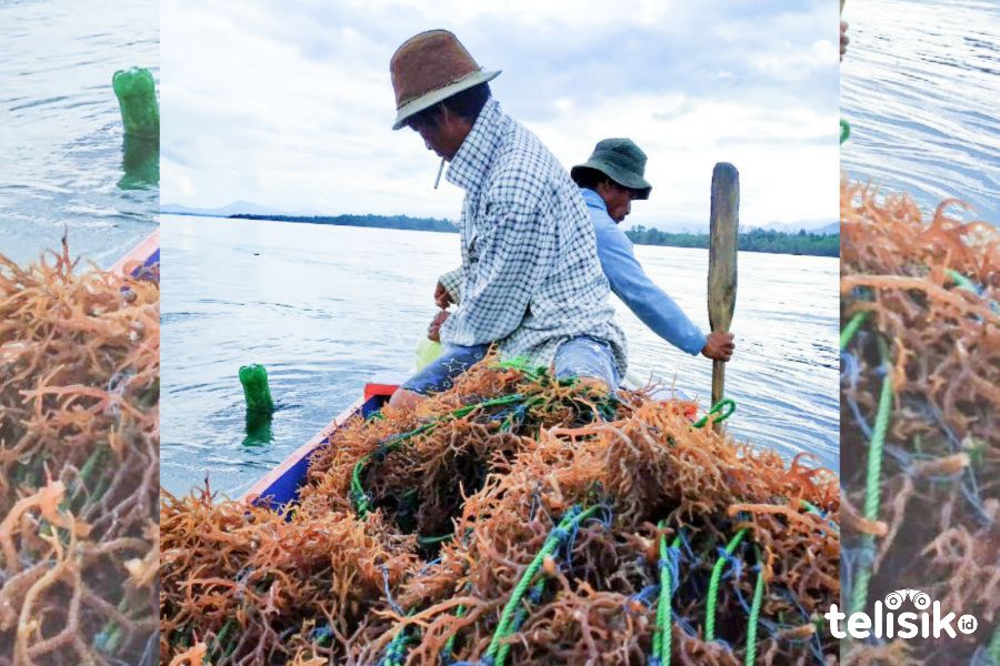 Geliat Budidaya Rumput Laut di Kolaka Utara