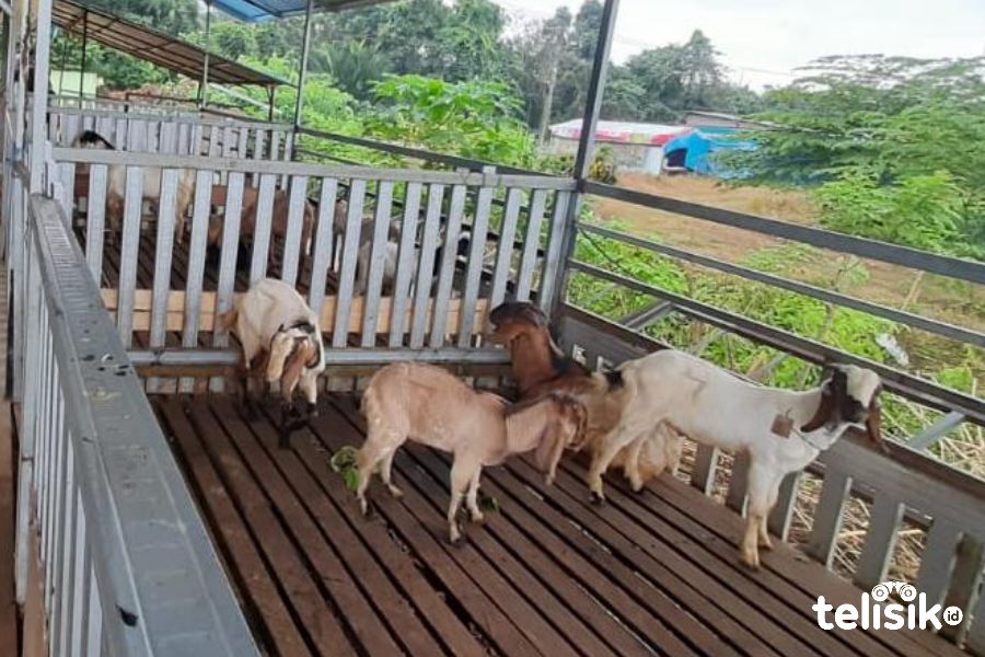 Momen Idul Adha, Penjualan Kambing Kurban Meningkat Pesat