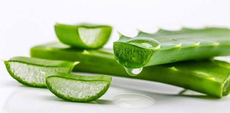 8 Manfaat Lidah Buaya untuk Kulit yang Perlu Kamu Ketahui