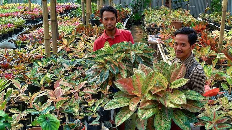 Cantiknya Bunga Aglonema Alias Ratu Daun, Yuk Kenali Jenis dan Harganya