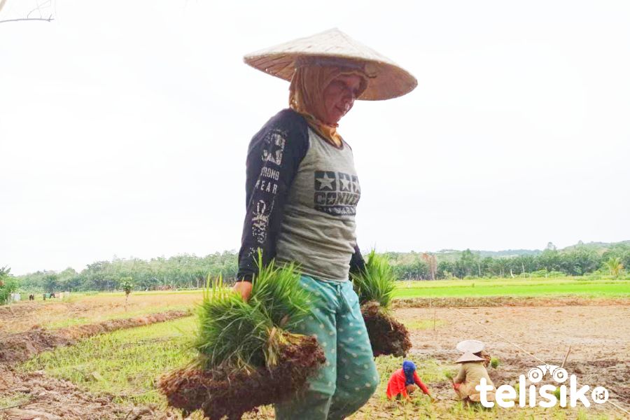 Foto Humanis: Bercocok Tanam di Musim Kemarau