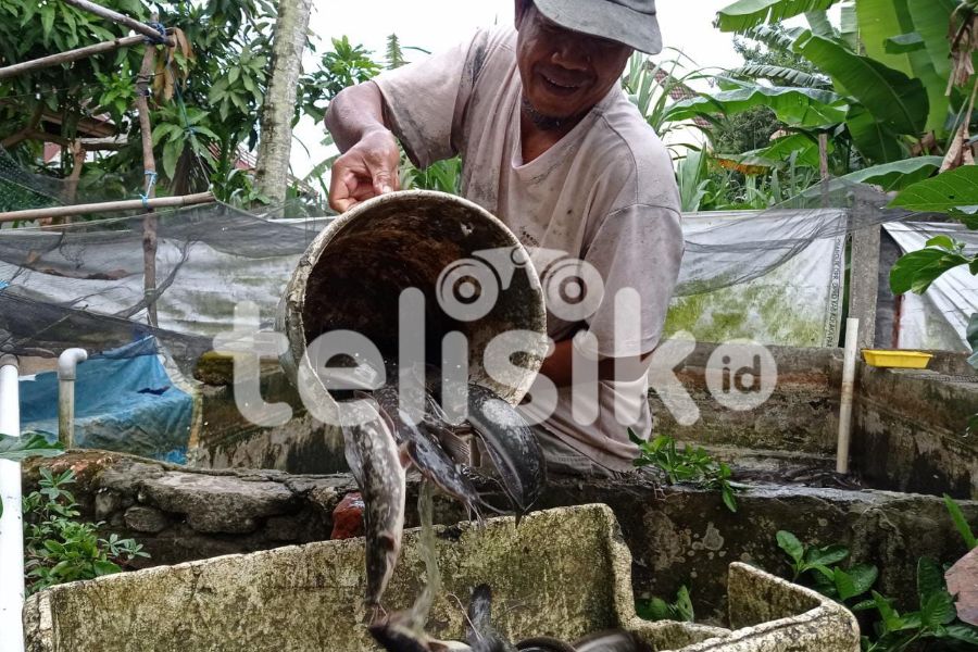 Foto Humanis: Beternak Lele Usaha Menggiurkan di Masa Pandemi