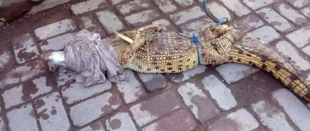 Geger Warga Mubar Temukan Buaya di Pinggir Jalan