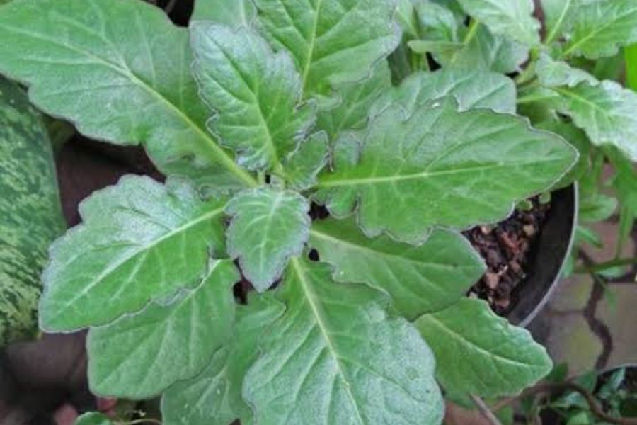 Khasiat Daun Dewa Sembuhkan Tumor dan Kanker, Begini Cara Pengolahannya