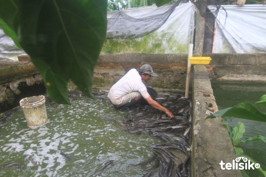 Licinnya Beternak Lele di Masa Pandemi
