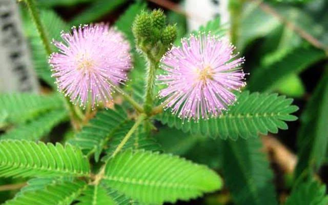 Manfaat Bunga Putri Malu yang Tak Terduga
