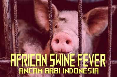 Pemprov Sumut Belum Bisa Ganti Bibit Babi yang Mati Akibat Virus ASF