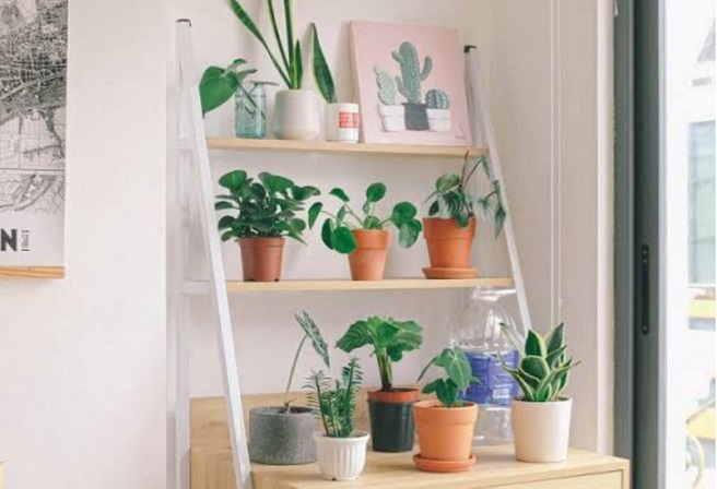 Tanaman Hias untuk Mempercantik Ruangan Rumah Anda