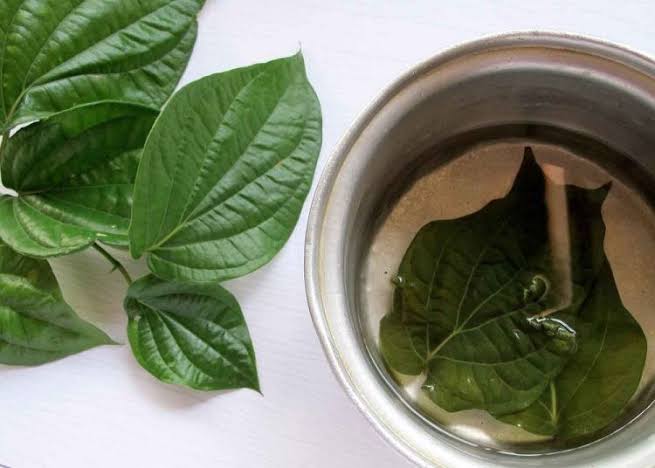 Begini Cara Bersihkan Miss V dengan Rebusan Air Daun Sirih