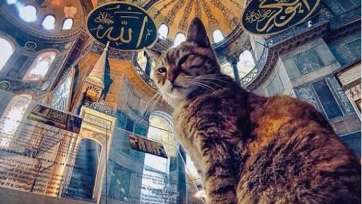 Gli, Kucing Penghuni Masjid Hagia Sophia Meninggal