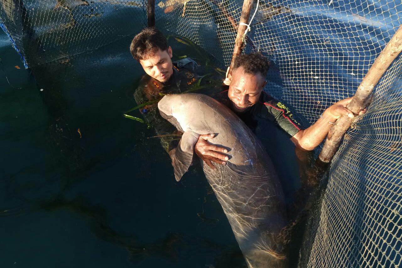 Ikan Duyung Terdampar di Perairan Wawonii