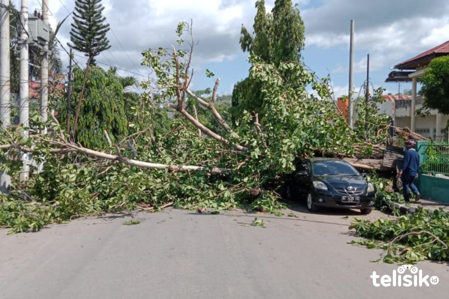 Pohon Tumbang Diduga karena Pembakaran Liar