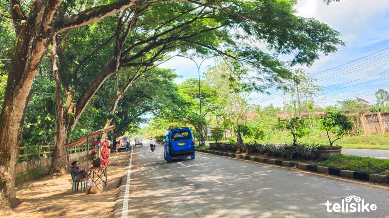 Waspada Pohon Tumbang saat Musim Hujan