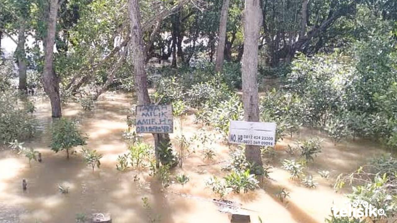Dewan Tak Ingin Gegabah Hadapi Pemilik Lahan di Area Mangrove Teluk Kendari