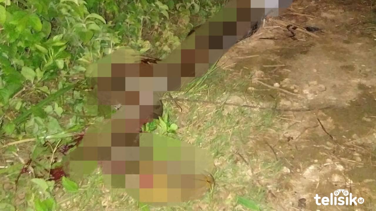 Hendak ke Kebun, Warga Ini Malah Temukan Ular Piton