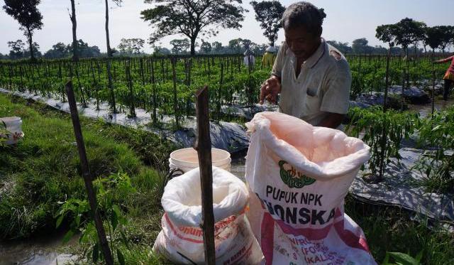 Jawa Timur Langganan Krisis Pupuk Tiap Tahun
